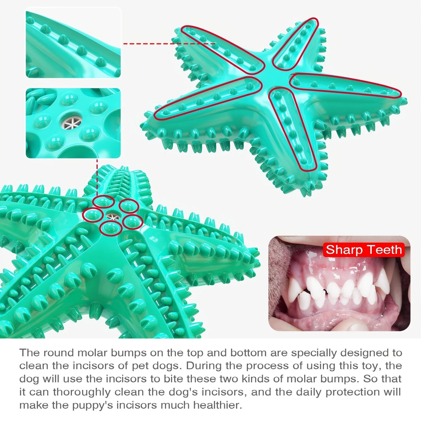 Starfish Chew